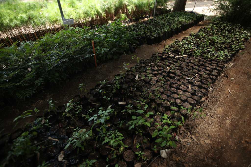 Área del vivero donde las plantas permanecen durante su etapa de crecimiento, a la espera de alcanzar el tamaño adecuado para ser trasladadas y sembradas en el campo. (Foto, Prensa Libre: Esbin García)