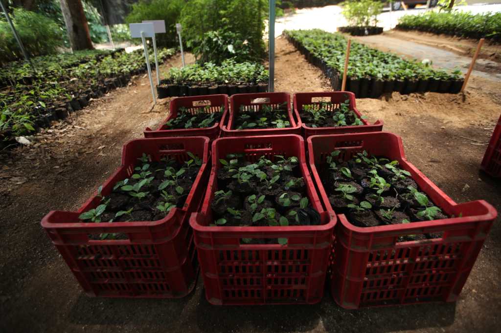 Después de salir del vivero, las plantas pasan por un proceso de revisión y corte antes de ser colocadas en bolsas donde continúan su crecimiento hasta alcanzar el tamaño adecuado para ser trasladadas y sembradas en el campo. (Foto, Prensa Libre: Esbin García)