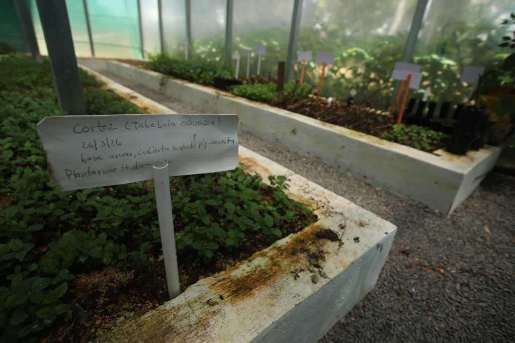 En el vivero del Corredor Verde se cultivan especies nativas para la restauración ecológica del proyecto; entre las plantas se observa un ejemplar de cortez (Foto, Prensa Libre: Esbin García)