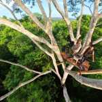 Selva Maya en Jaque