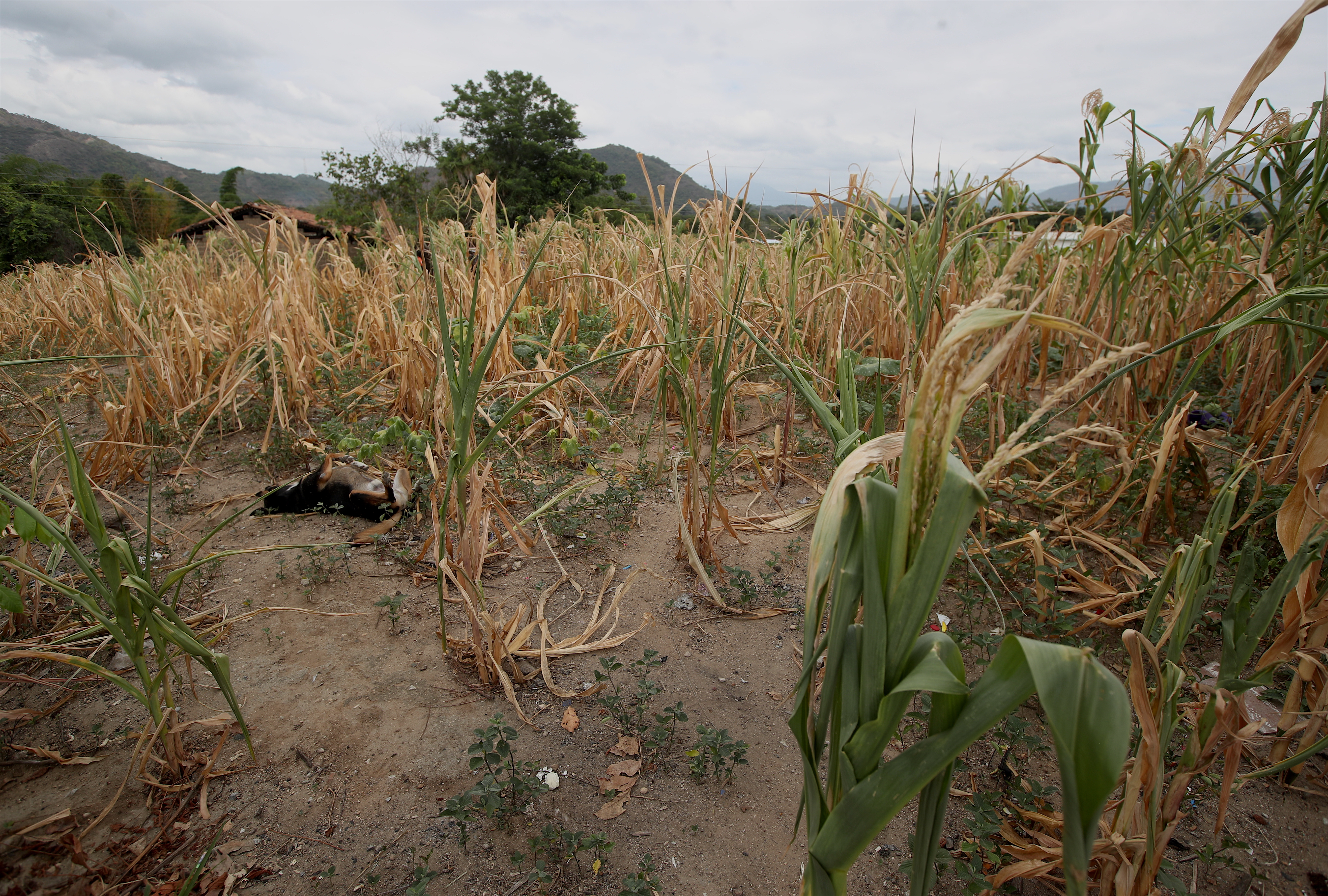 Pobladores de Cubulco, del departamento de Baja Verapaz, son afectados en sus cultivos debido a la falta de lluvia, lo que ha ocasionado la perdida total de lo sembrado y sin cosecha . Fotografa Esbin Garcia  25-08-26