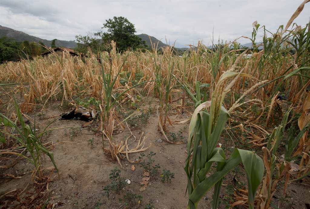 Pobladores de Cubulco, del departamento de Baja Verapaz, son afectados en sus cultivos debido a la falta de lluvia, lo que ha ocasionado la perdida total de lo sembrado y sin cosecha . Fotografa Esbin Garcia  25-08-26