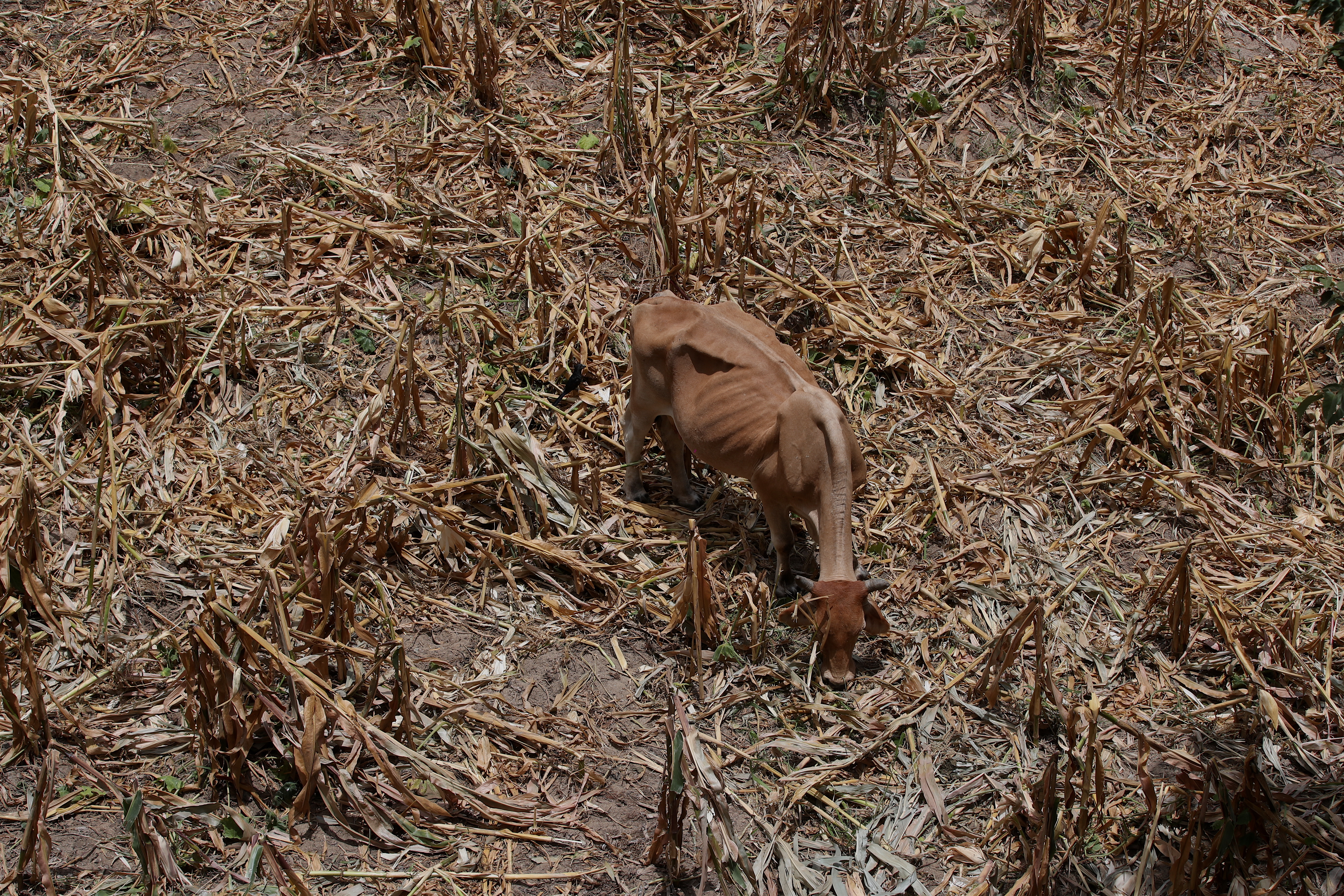 Pobladores de Cubulco, del departamento de Baja Verapaz, son afectados en sus cultivos debido a la falta de lluvia, lo que ha ocasionado la perdida total de lo sembrado, y afecta el alimento del ganado. Fotografa Esbin Garcia  25-08-26