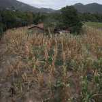 Pobladores de Cubulco, del departamento de Baja Verapaz, son afectados en sus cultivos debido a la falta de lluvia, lo que ha ocasionado la perdida total de lo sembrado y sin cosecha .
Fotografa Esbin Garcia 25-08-26