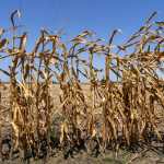 La falta de lluvias y las altas temperaturas afectan las cosechas en Guatemala y aumentan el riesgo de inseguridad alimentaria para millones de personas. (Foto Prensa Libre: Shutterstock)