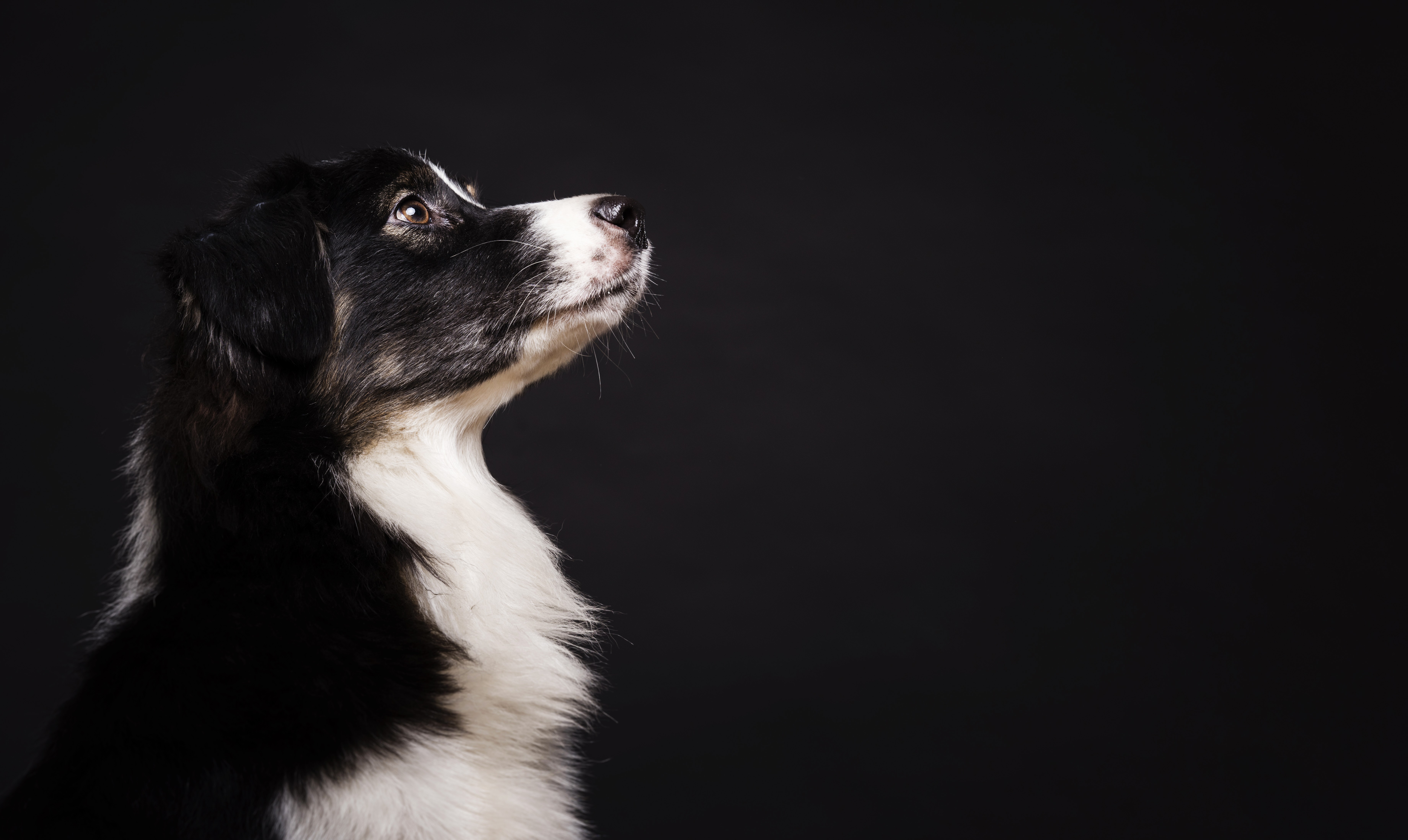 ¿Cómo afecta un eclipse solar total a los animales? Esto explica la ciencia