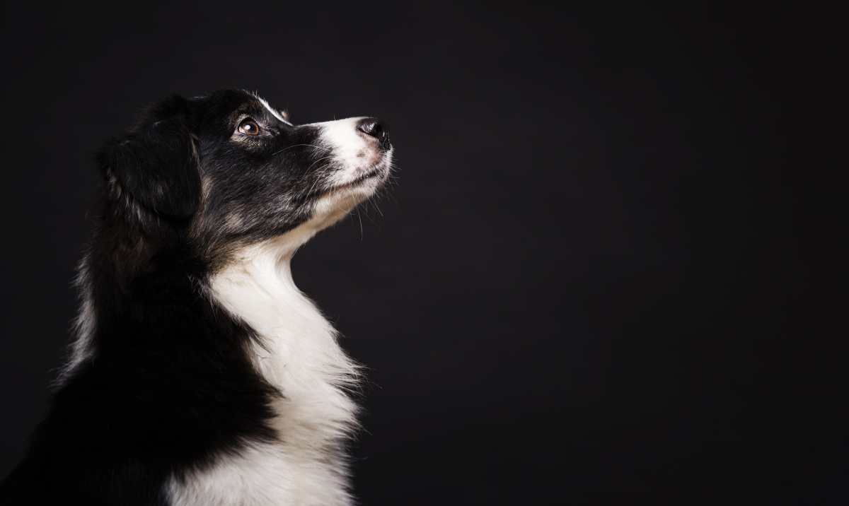 ¿Cómo afecta un eclipse solar total a los animales? Esto explica la ciencia