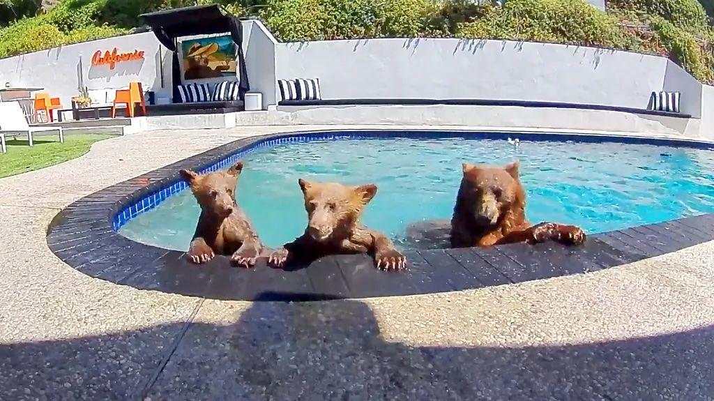 La familia de los osos en la piscina