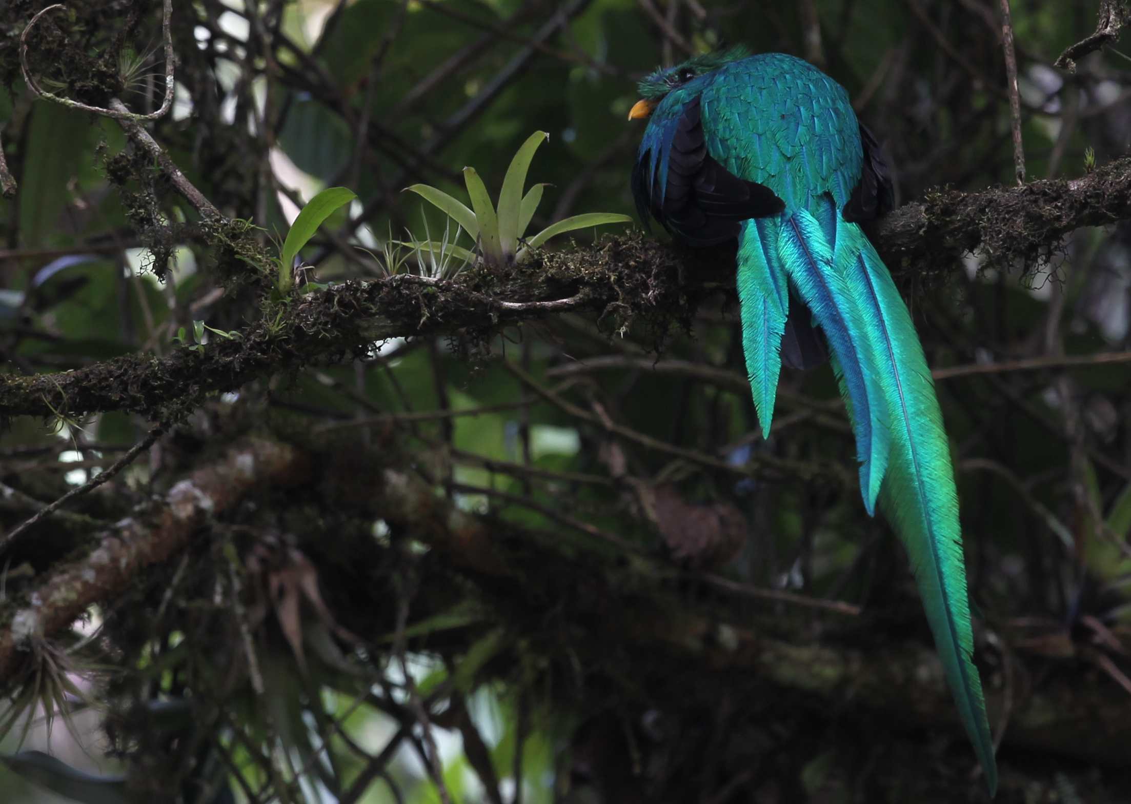 DIA NACIONAL DEL QUETZAL'