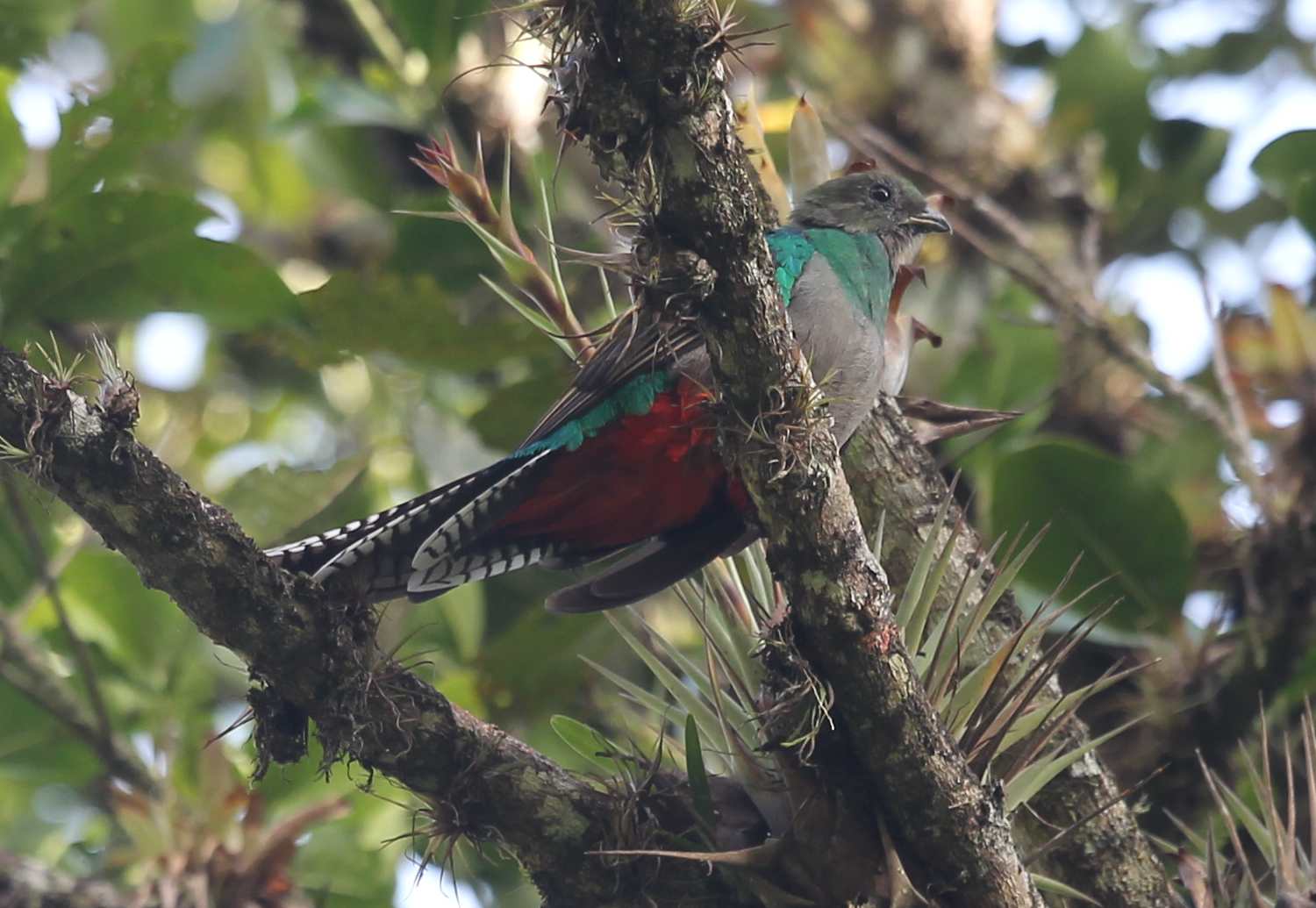 DIA NACIONAL DEL QUETZAL'