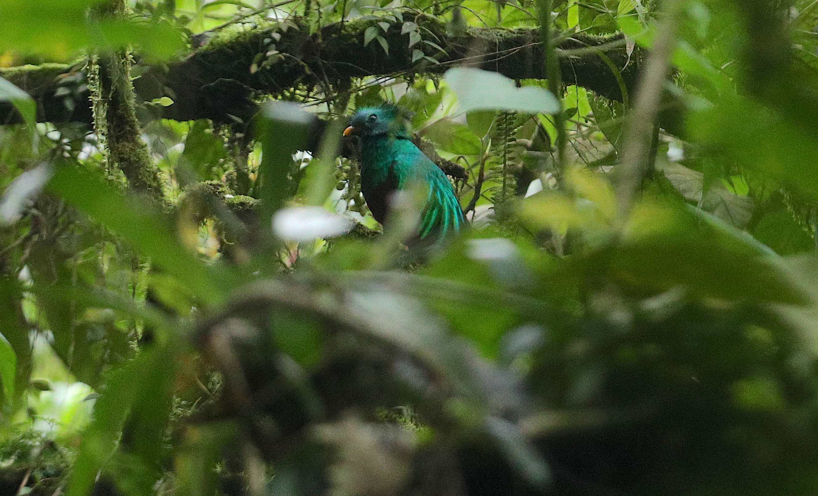 AVE DEL QUETZAL'