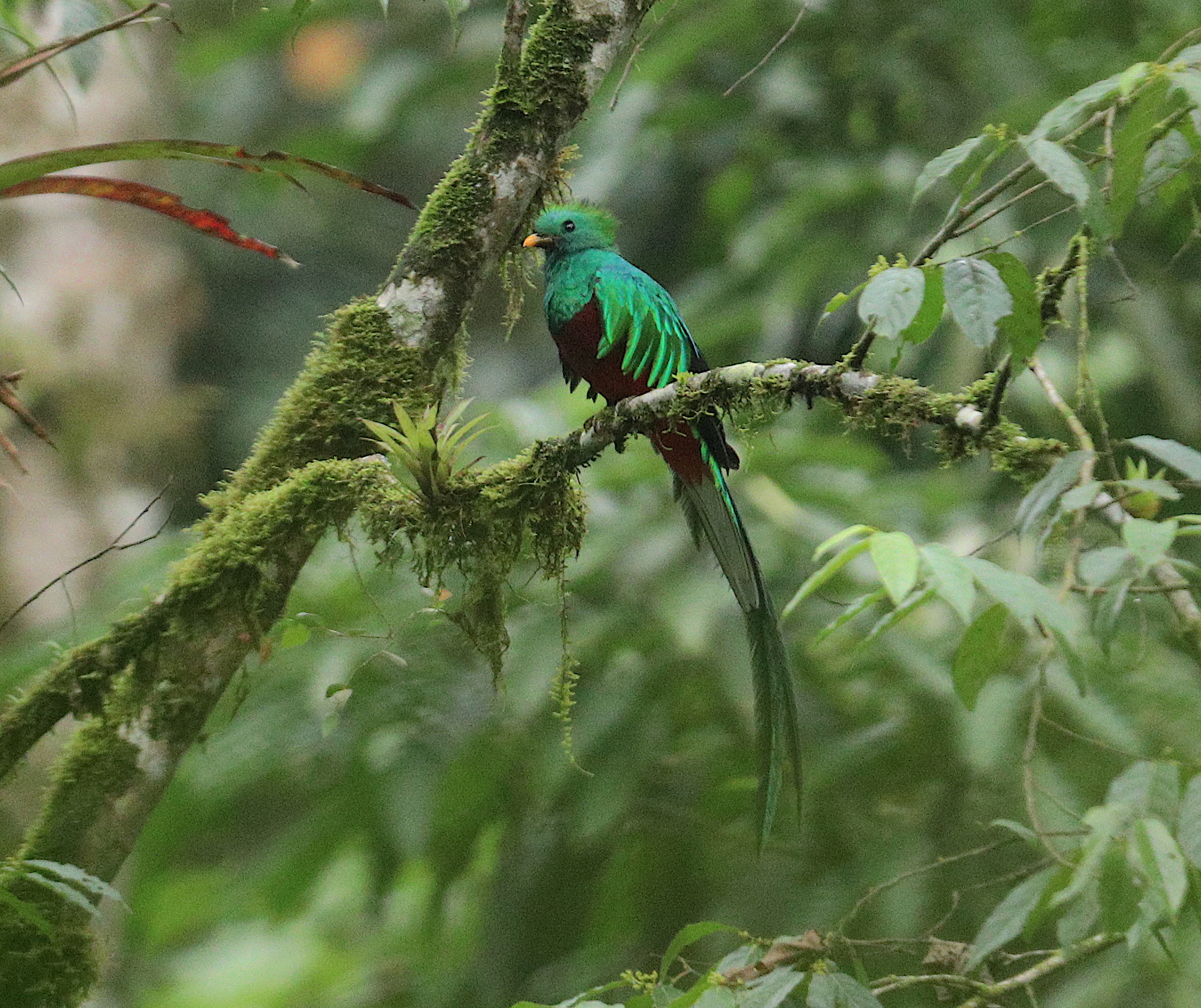 El quetzal habita en la Reserva del Quetzal, en San Marcos, un rea natural que contribuye a la conservacin de esta especie representativa de Guatemala. 

foto: Byron Rivera 
20/06/2026