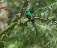 El quetzal habita en la Reserva del Quetzal, en San Marcos, un rea natural que contribuye a la conservacin de esta especie representativa de Guatemala. 

foto: Byron Rivera 
20/06/2026