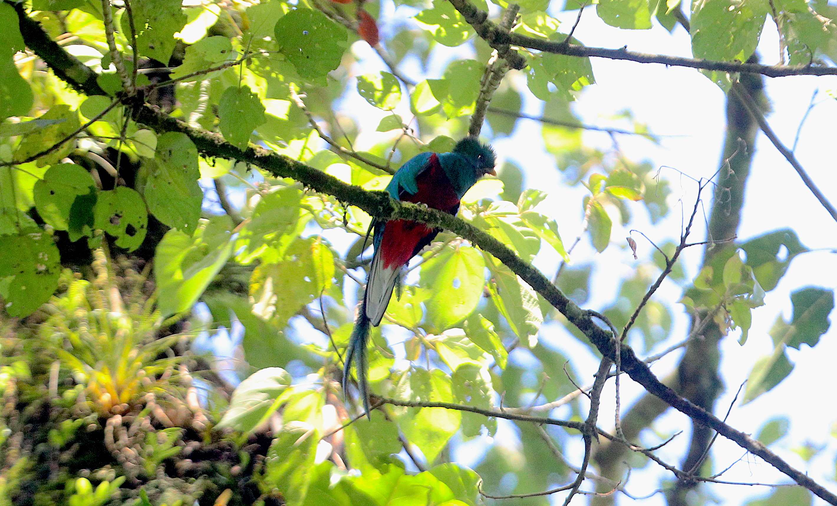 DIA NACIONAL DEL QUETZAL'