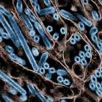 FILES-US-HEALTH-VIRUS-BIRD-FLU