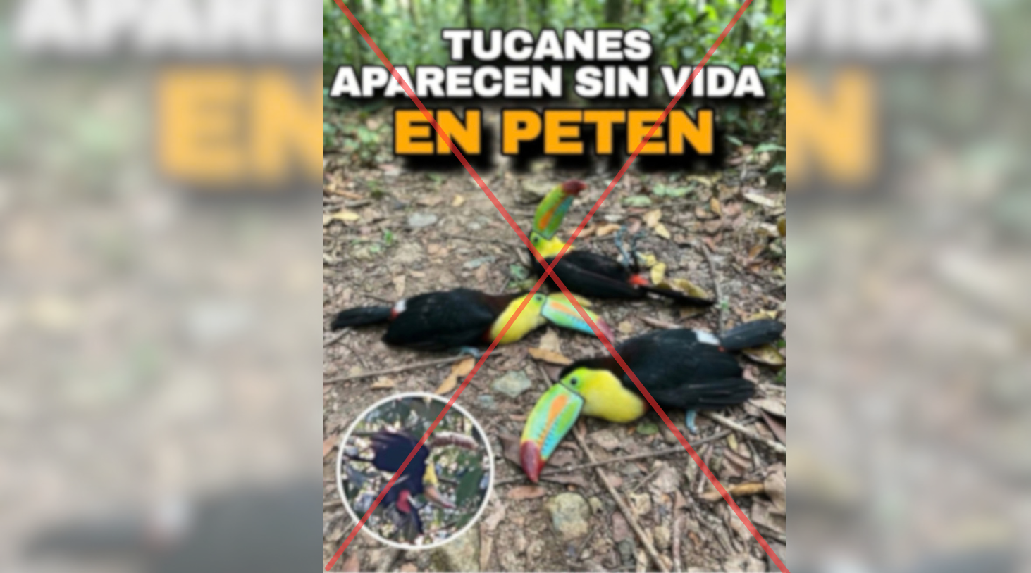 Tucán fotografiado durante verificación propia para contrastar reportes sobre una supuesta muerte masiva de estas aves en Guatemala.