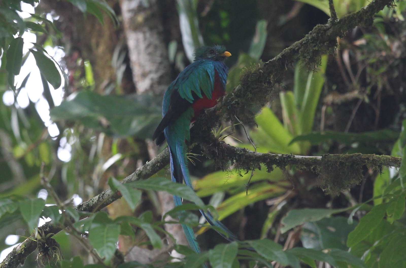 AVE NACIONAL QUETZAL'
