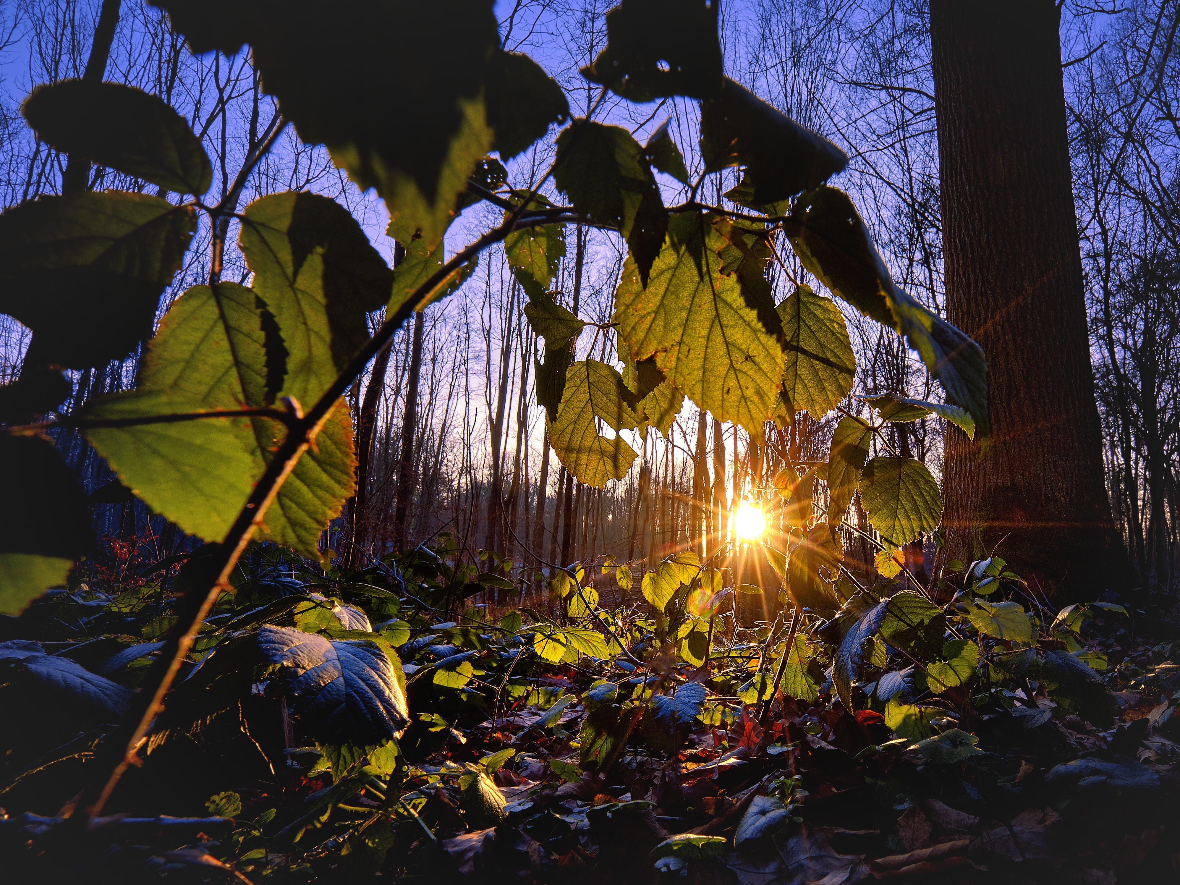 A beautiful shot of sunlight shining in the forest