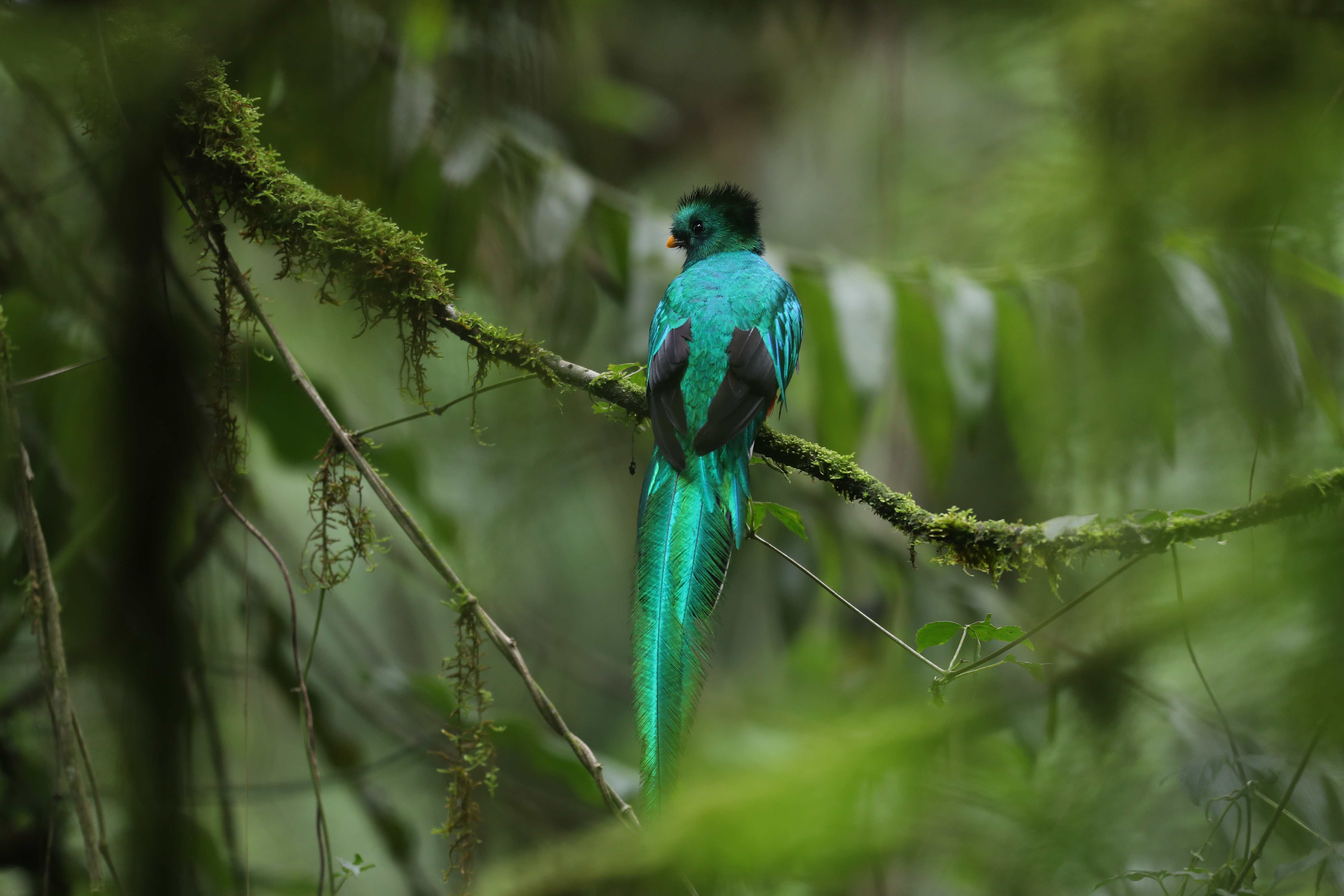 DIA NACIONAL DEL QUETZAL'