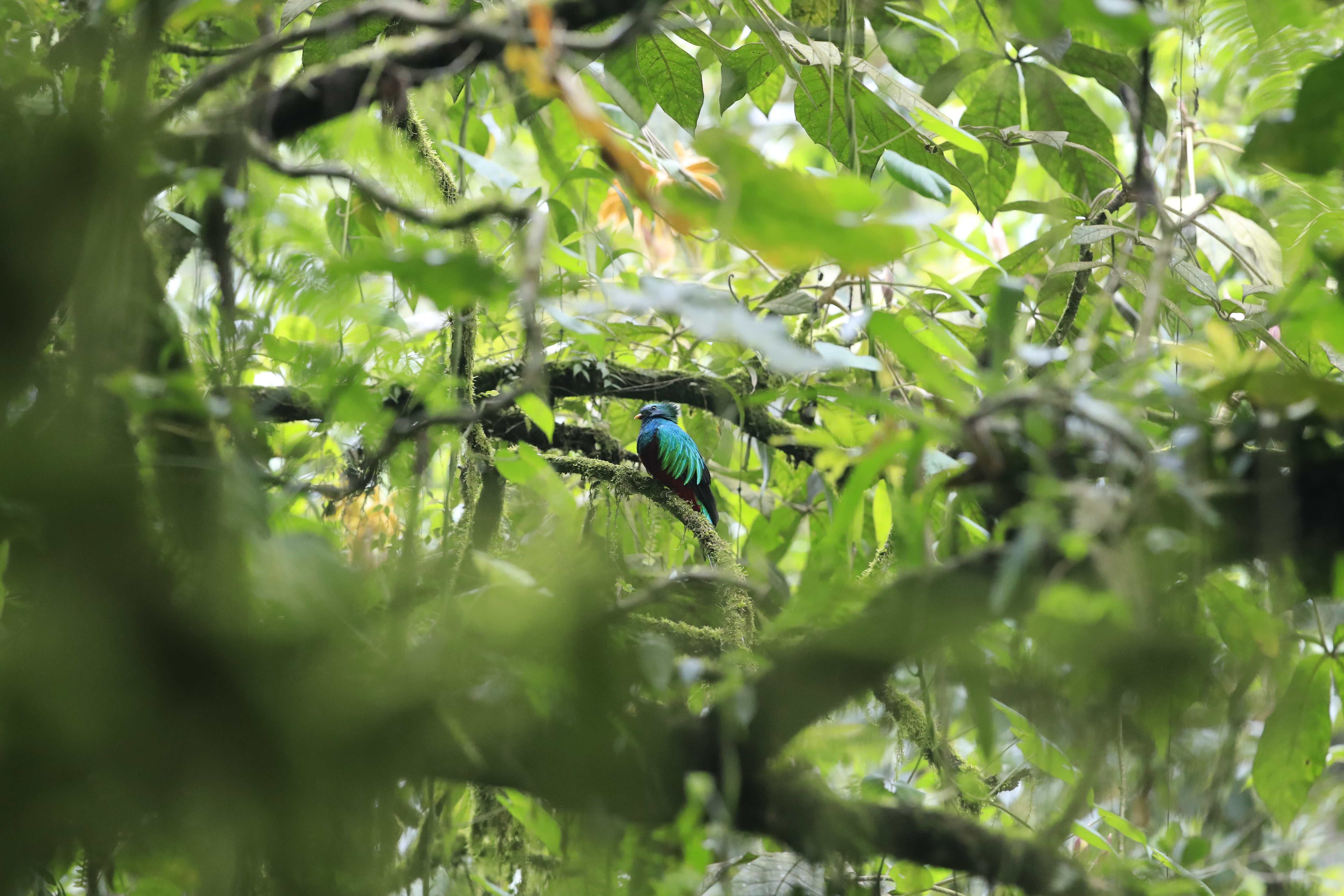 DIA NACIONAL DEL QUETZAL'