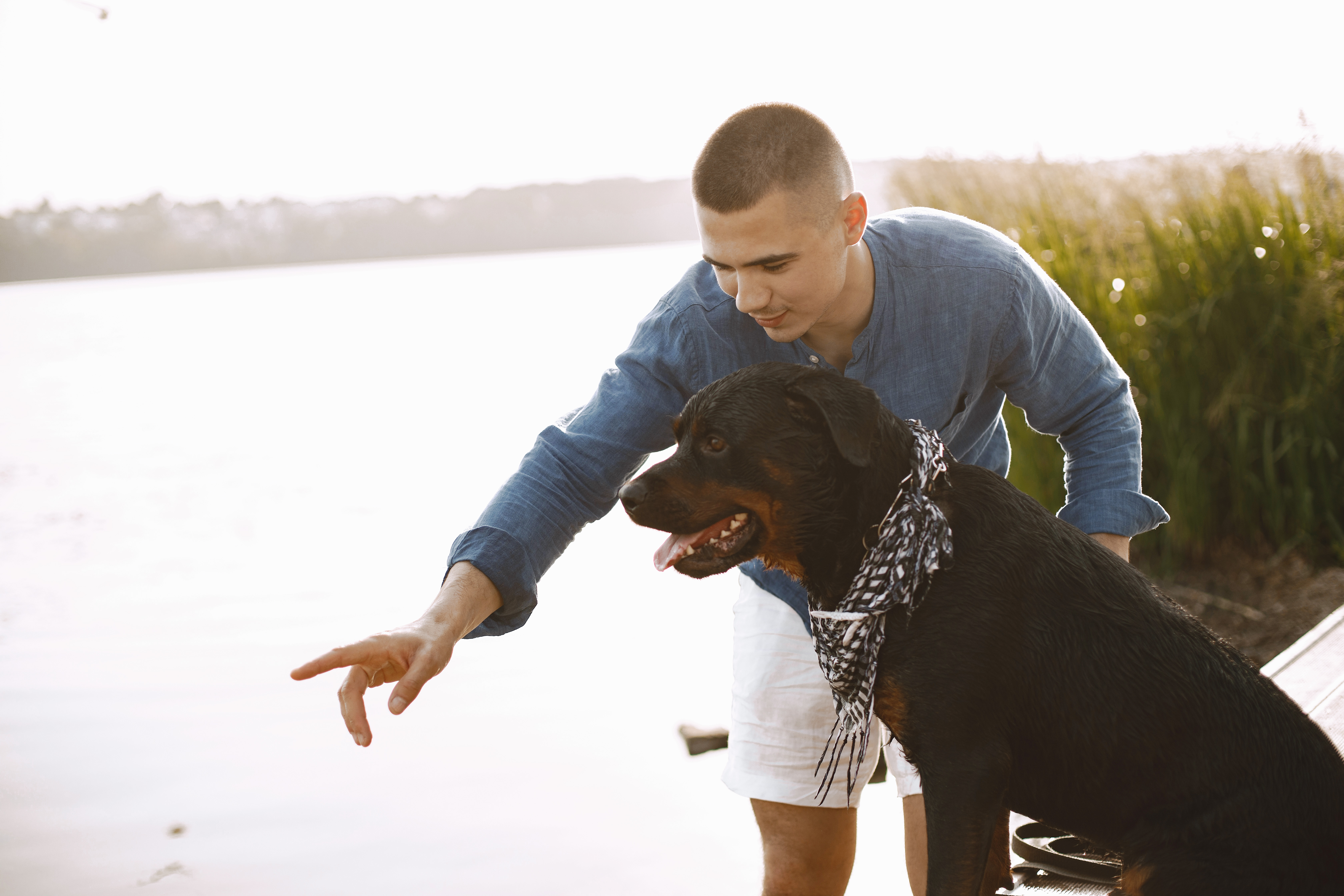 Los perros procesan el habla humana de forma similar a las personas: esto revela un estudio