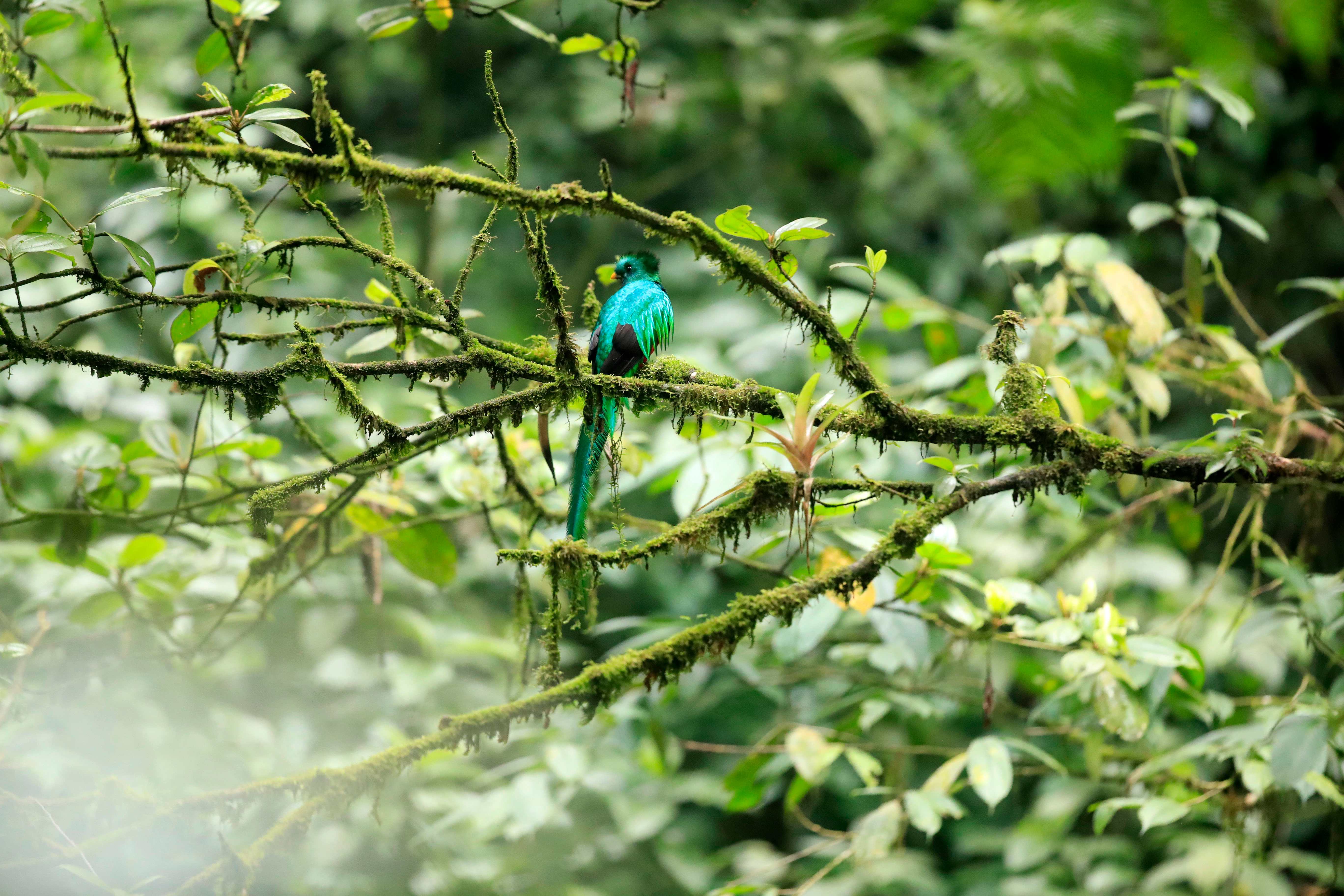DIA NACIONAL DEL QUETZAL'