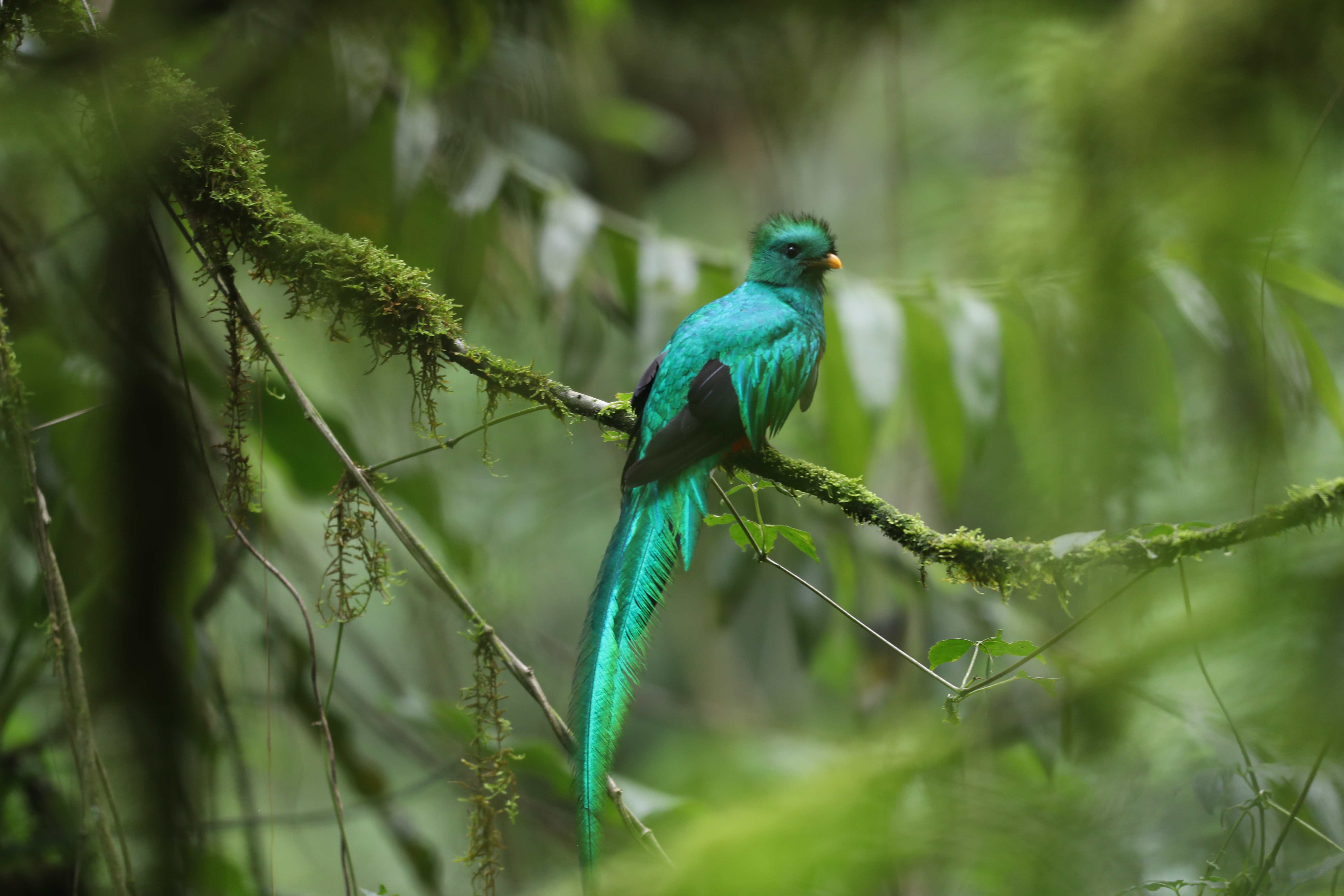 DIA NACIONAL DEL QUETZAL'
