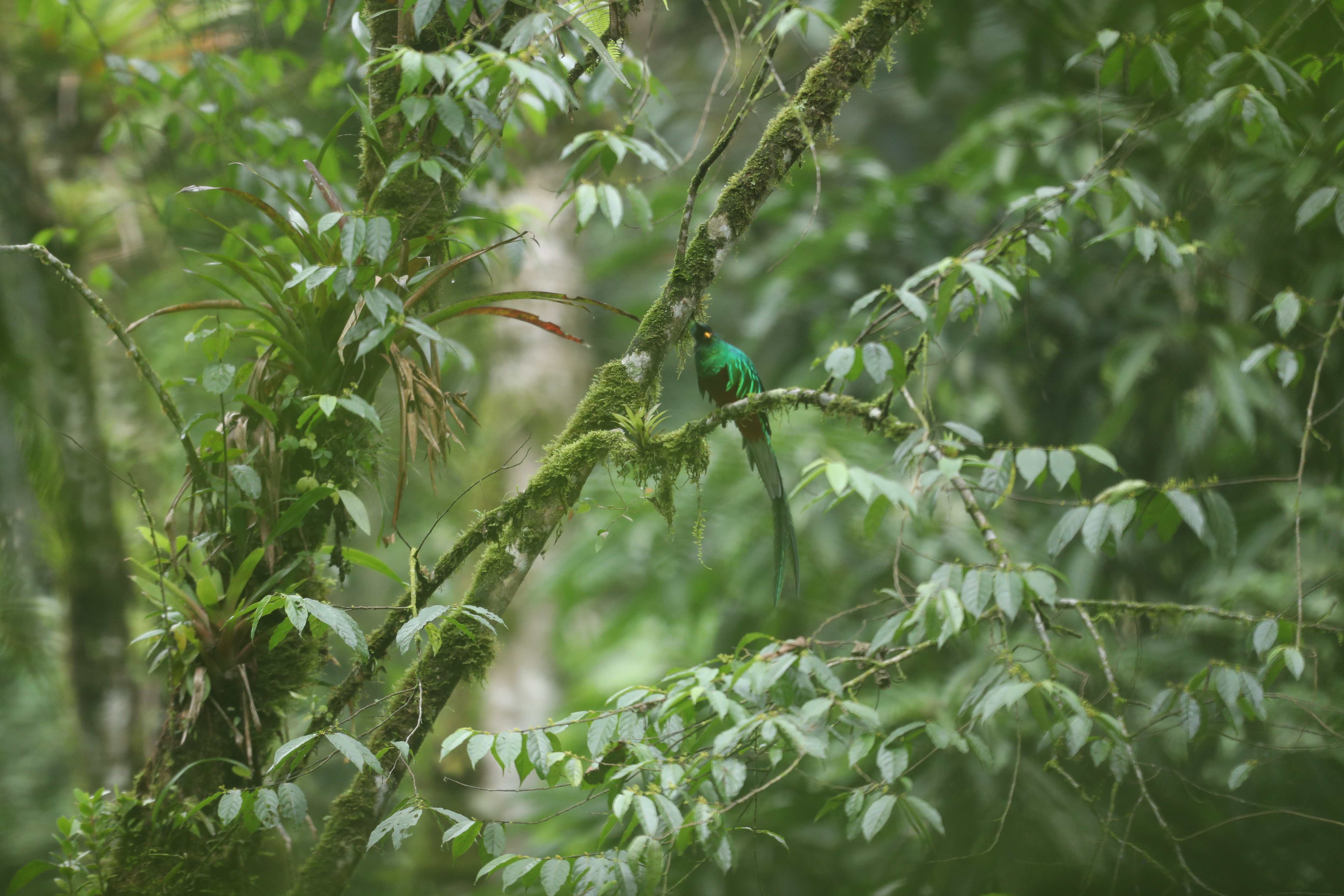 DIA NACIONAL DEL QUETZAL'