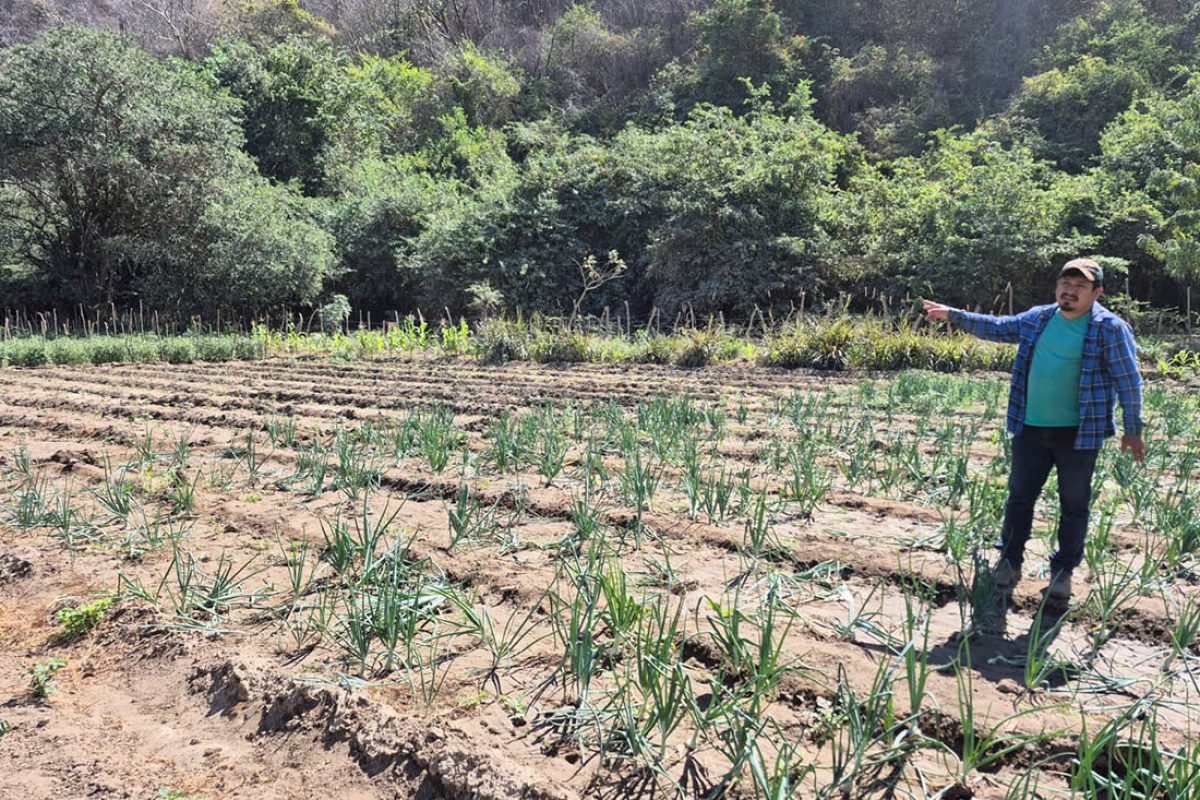 Miles de familias guatemaltecas han perdido sus cosechas debido a la sequía prolongada que afecta varias regiones del país. (Foto Prensa Libre: MAGA)