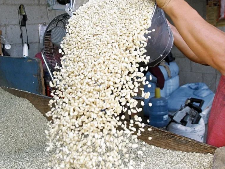 maíz blanco granos básicos aumentan de precio
