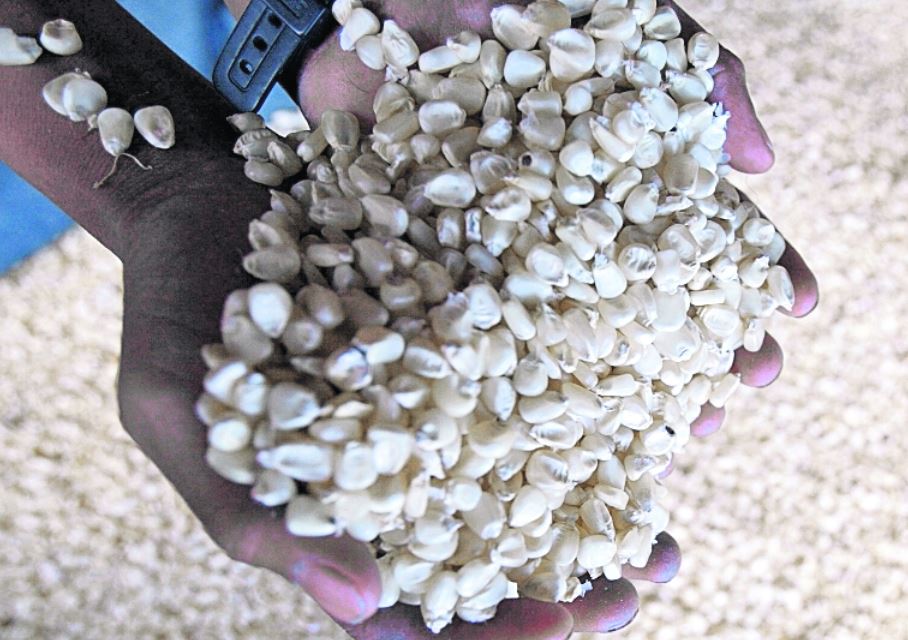 maíz blanco granos básicos aumentan de precio HPL