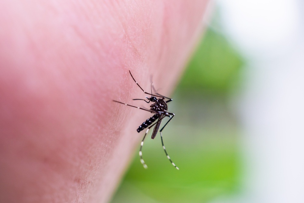 La enfermedad por el virus del Nilo Occidenta y los mosquitos