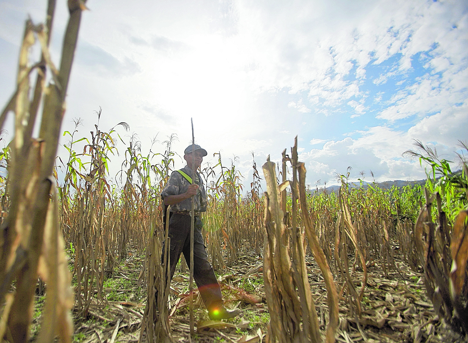 La sequía impacta en la producción agrícola y afecta a hogares de toda Guatemala. (Foto Prensa Libre: Hemeroteca PL)