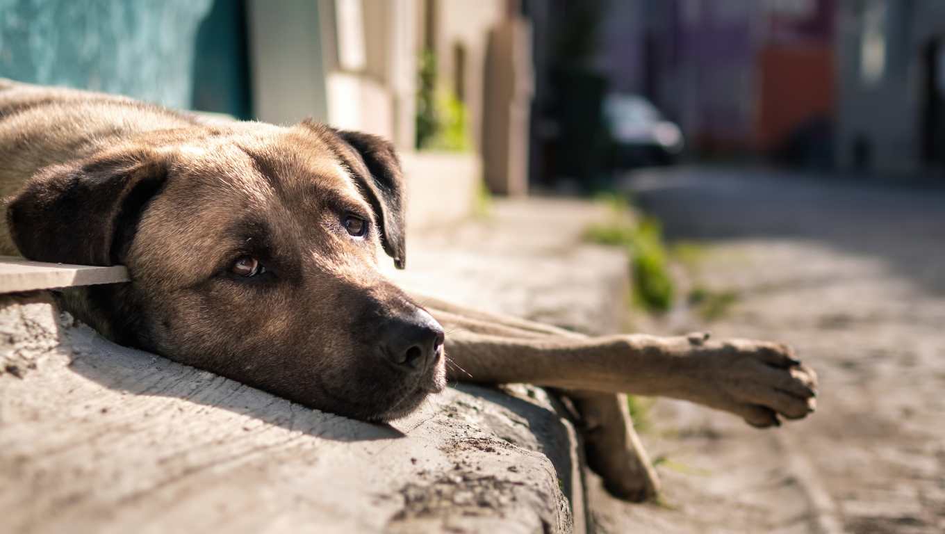 8 señales de que tu perro podría estar deprimido y qué hacer al respecto