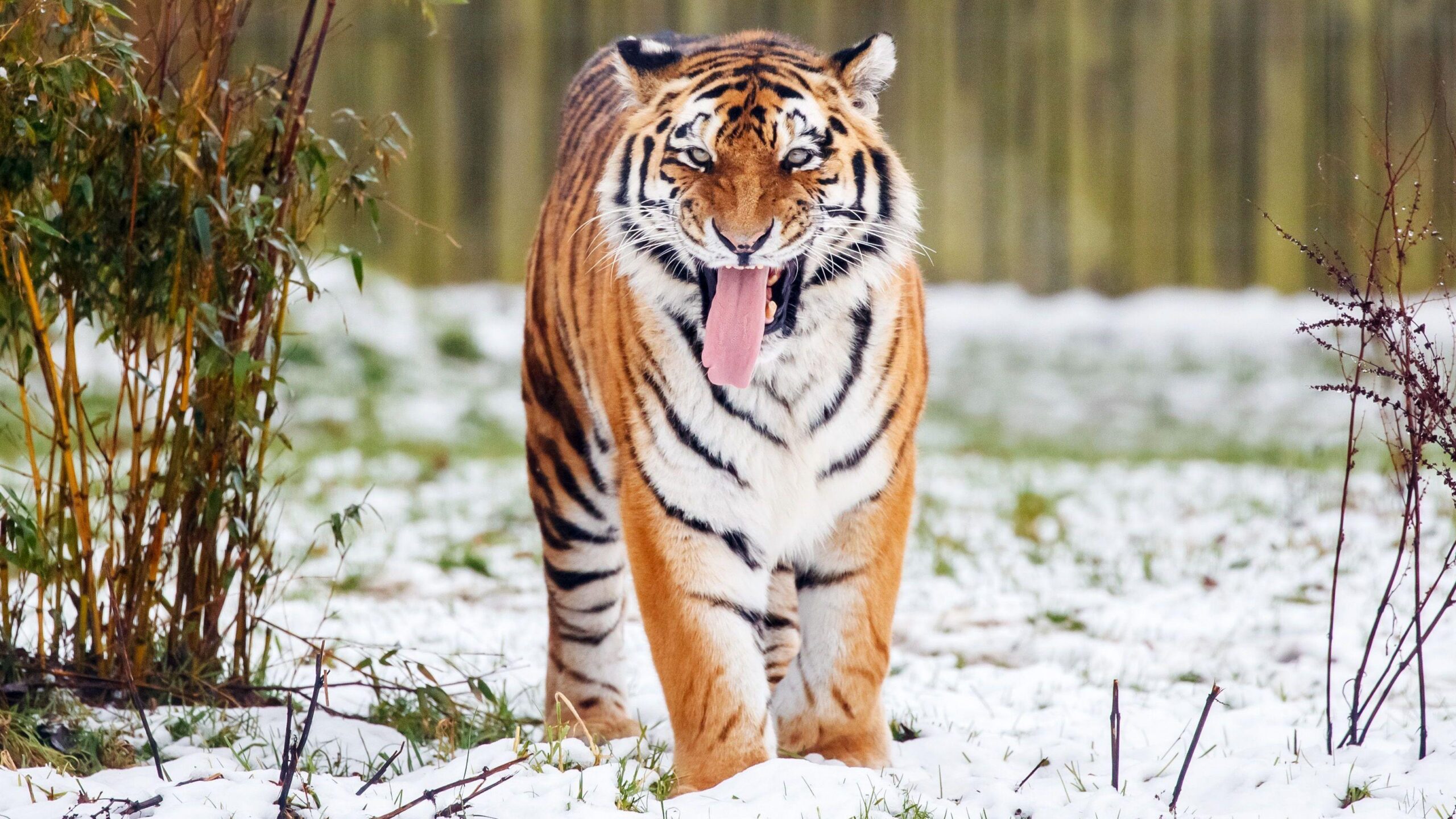 tigre siberiano