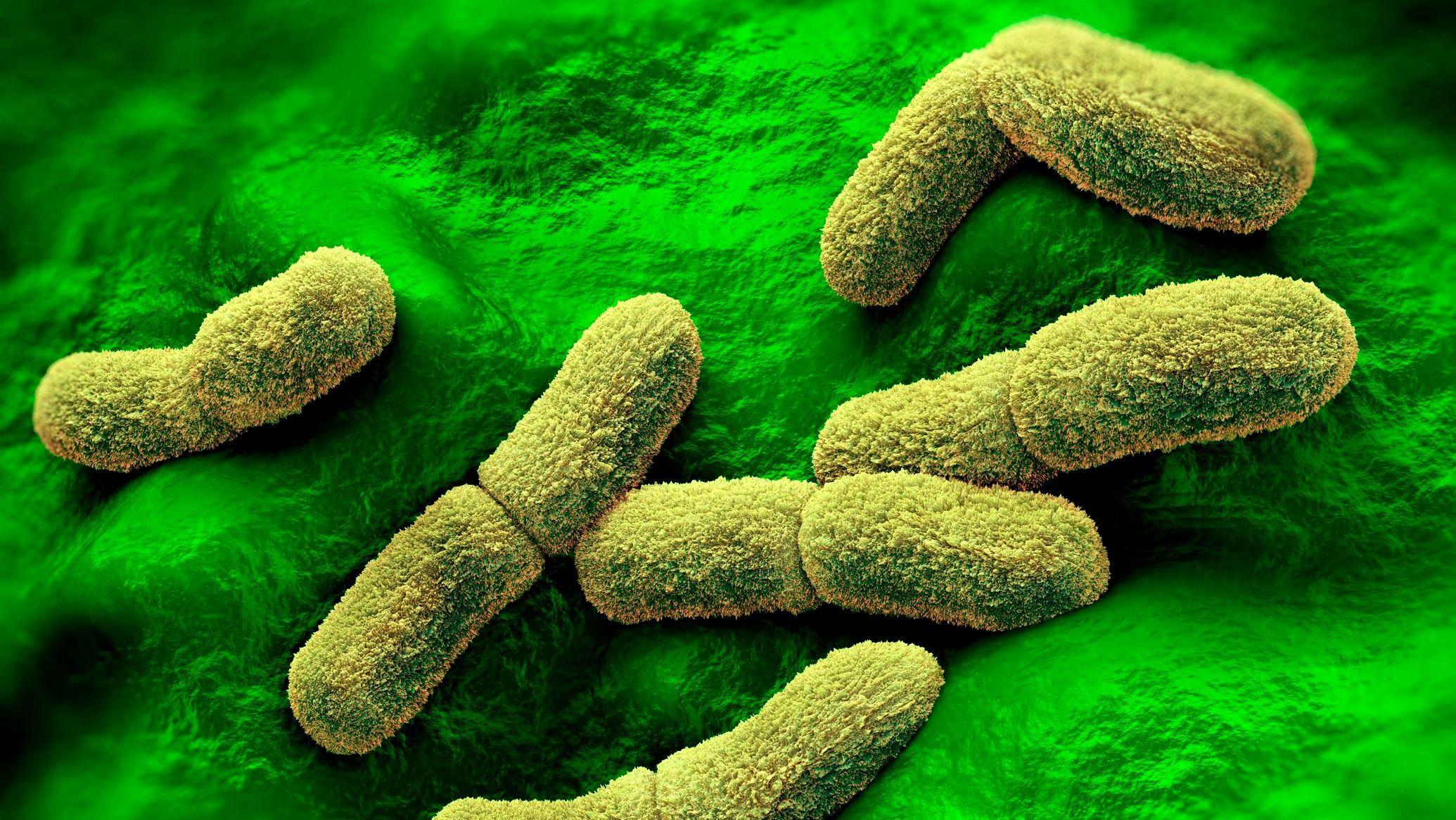 Recreación de la bacteria de la peste, Yersinia pestis.