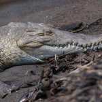 Caimanes en EE. UU.