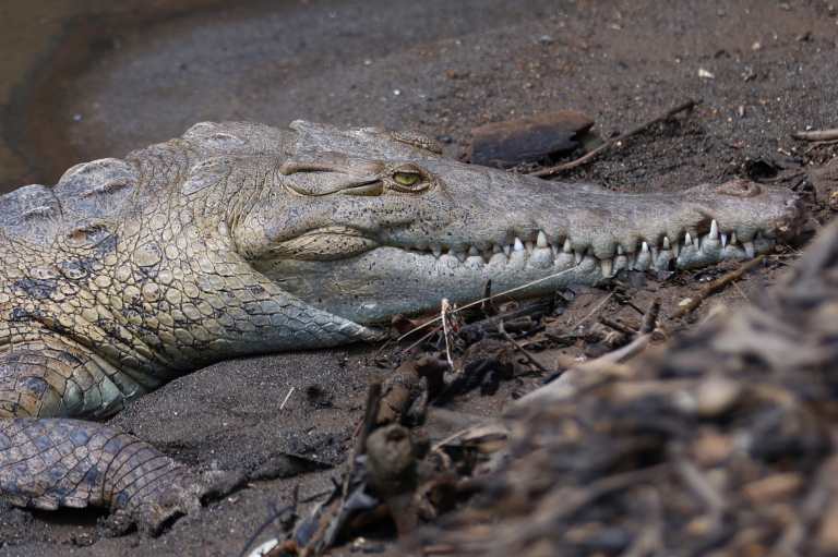 Capturan a un gigantesco caimán de 5 metros y 45
