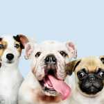 Group portrait of adorable puppies