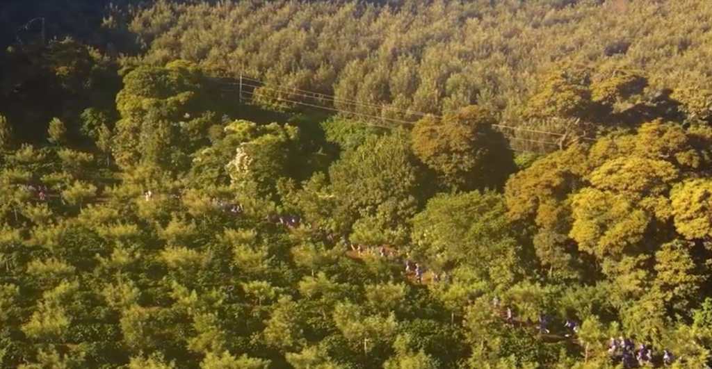 Feria de las Flores, en que consiste Las Flores Trail Run 2026 que une deporte, naturaleza, aventura y mascotas