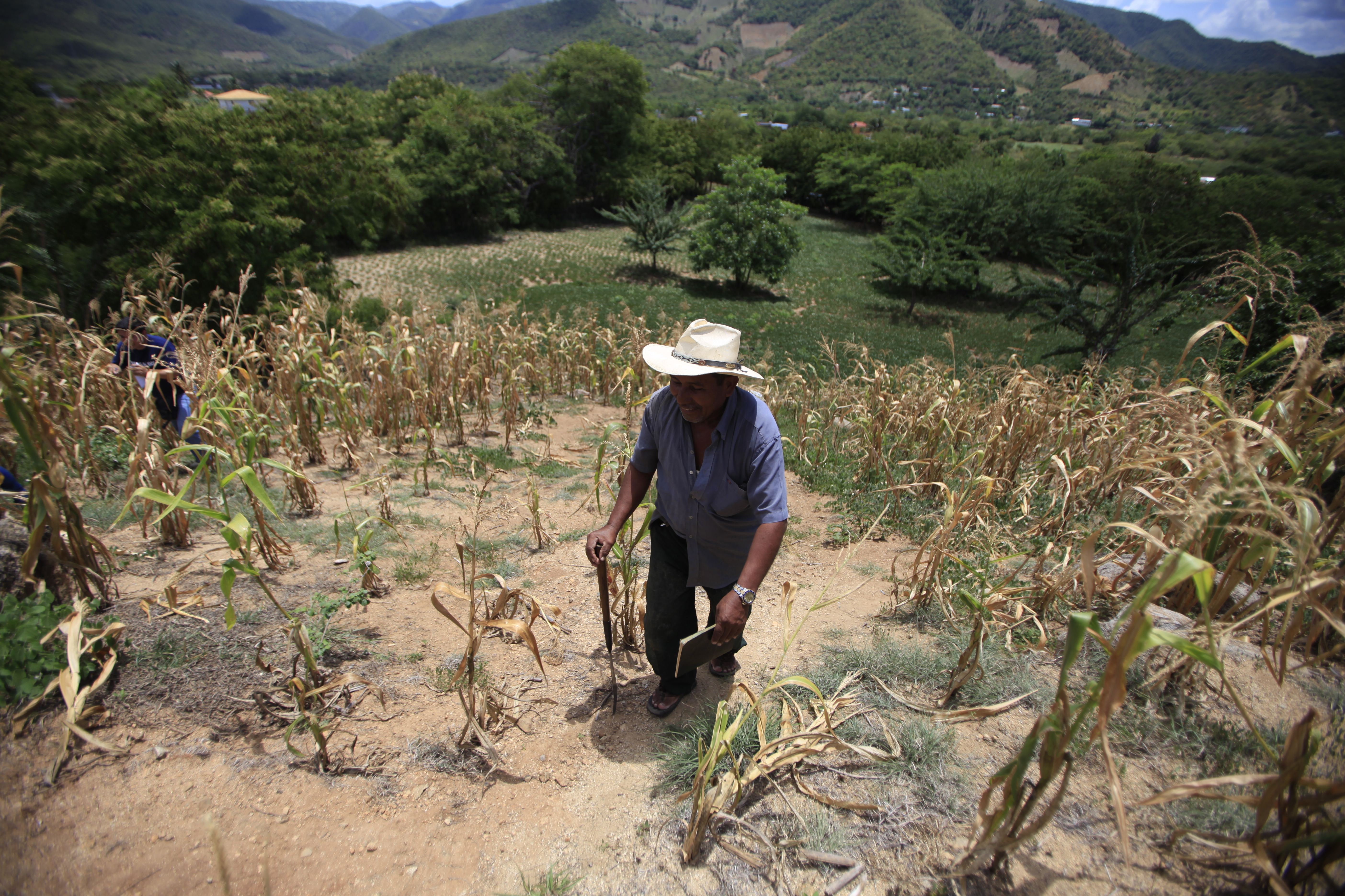 Las  cosechas  de milpa de maz se han perdido, por lo  menos el 50% de las cosechas sembradas a lo largo del corredor seco se han perdido,  debido a la cancula la cual la sequa a dejado grandes perdidas en la agricultura  del pais; Por ejemplo  el cambio climatico a hecho que  en otras  comunidades  lluvia, han provocado inundaciones  como Panzos, Alta Verapaz, lo cual contribuy que los ros se desbordaranEn la imagen , Plantacion en Zacapa   propiedad de , Victorino Franco perdi la mayor parte de sus cultivos debido a la sequa.Foto: Edwin Bercin