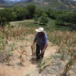 Las cosechas de milpa de maz se han perdido, por lo menos el 50% de las cosechas sembradas a lo largo del corredor seco se han perdido, debido a la cancula la cual la sequa a dejado grandes perdidas en la agricultura del pais;
Por ejemplo el cambio climatico a hecho que en otras comunidades lluvia, han provocado inundaciones como Panzos, Alta Verapaz, lo cual contribuy que los ros se desbordaran
En la imagen , Plantacion en Zacapa propiedad de , Victorino Franco perdi la mayor parte de sus cultivos debido a la sequa.
Foto: Edwin Bercin