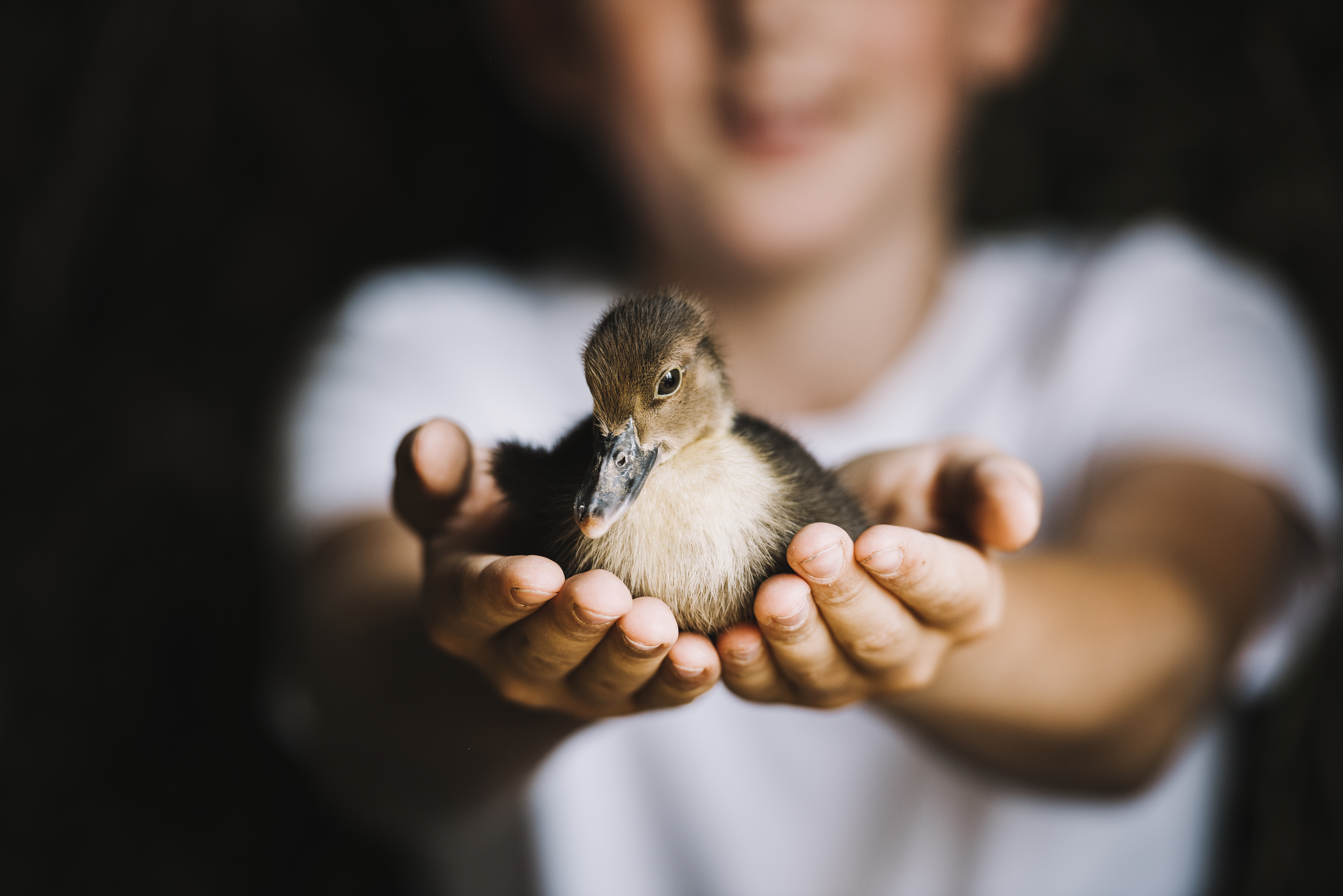 ¿Cuándo es el Día Mundial de los Animales y cómo surgió esta celebración?