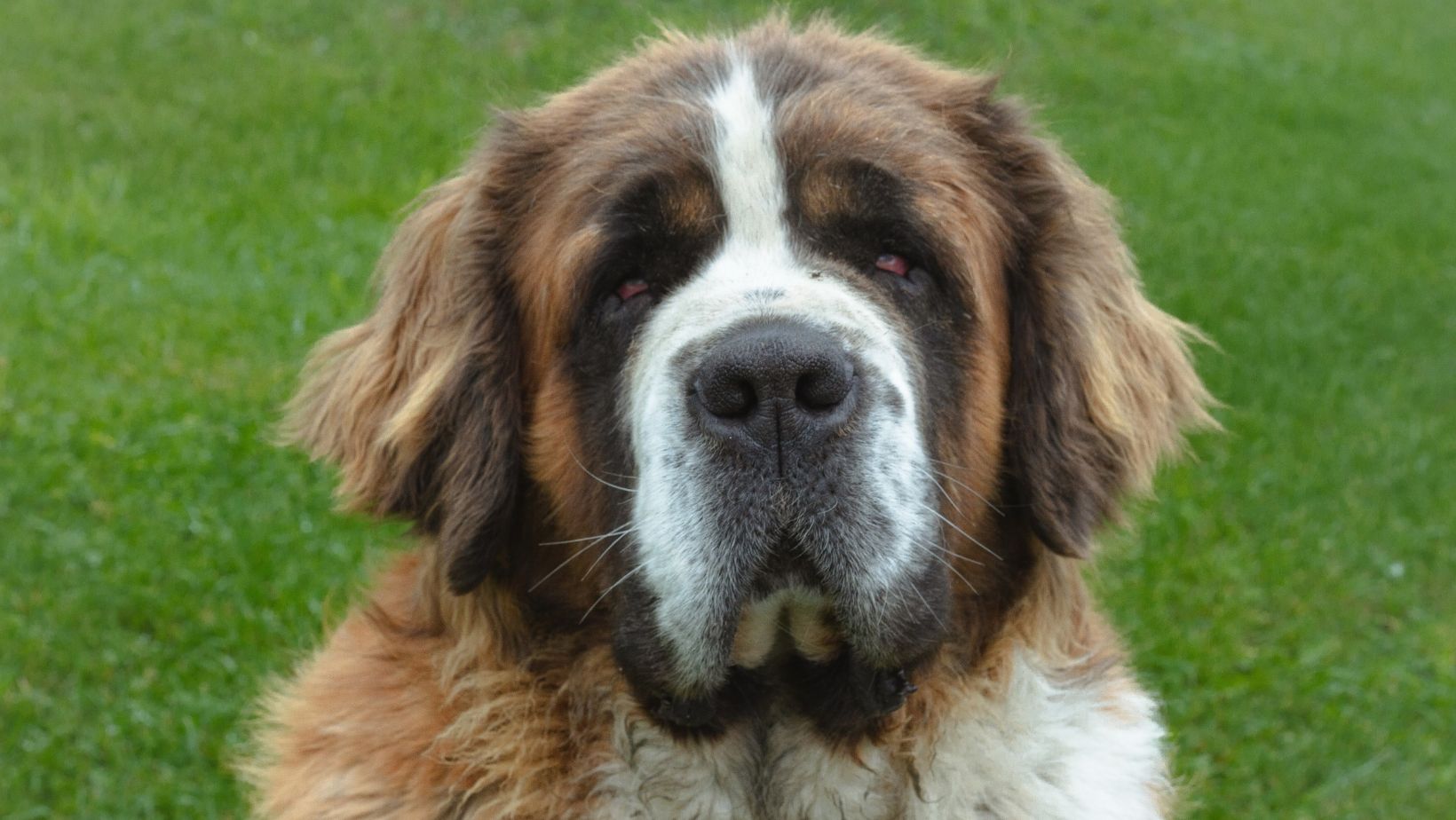¿Por qué los perros grandes viven menos que los pequeños? Esto revela un estudio