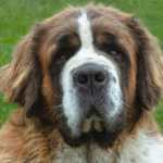 ¿Por qué los perros grandes viven menos que los pequeños? Esto revela un estudio